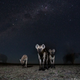 Ghostly hyenas.